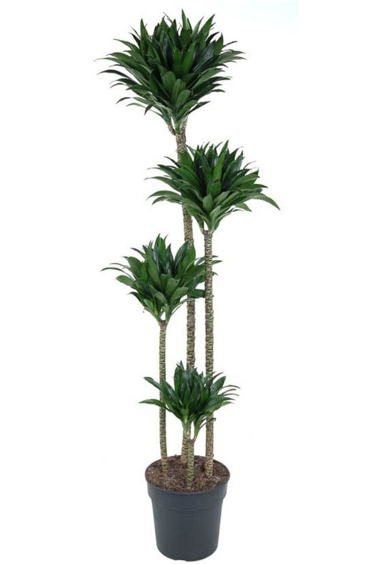 toom eibe Taxus baccata main image 1