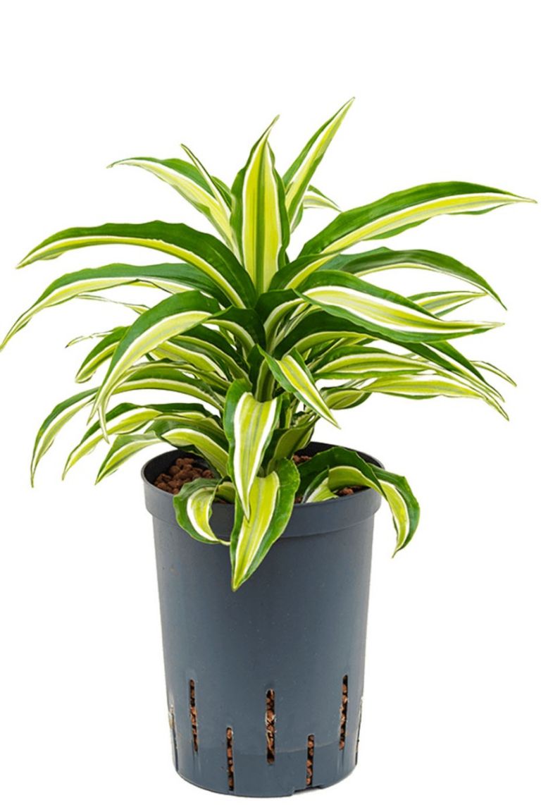 Dracaena compacta malaika