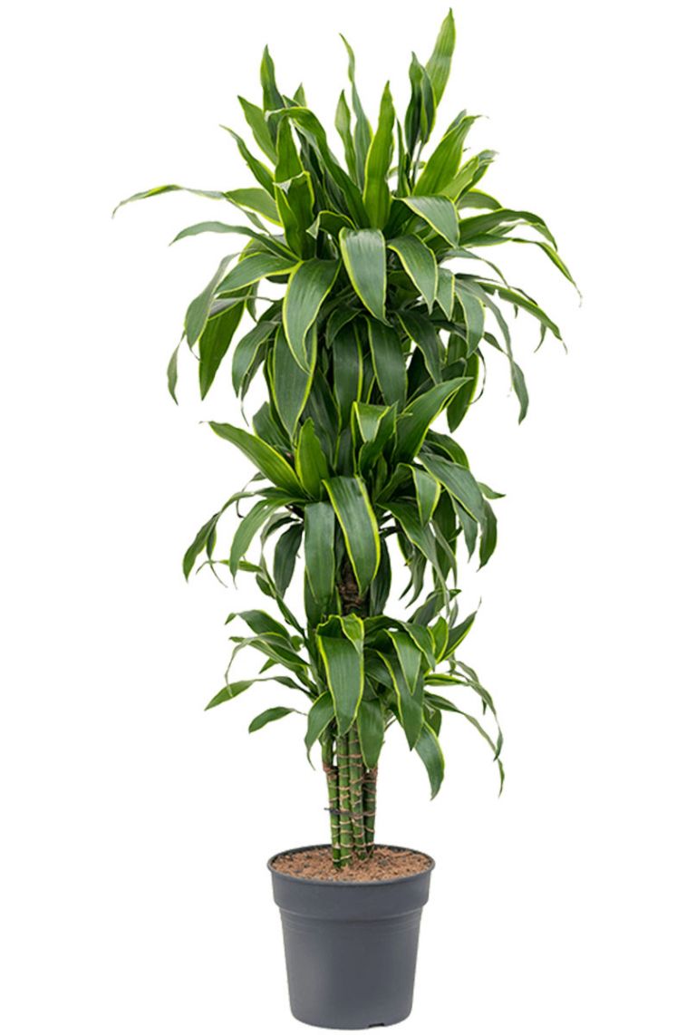 Dracaena arturo | Drachenbaum 150cm kaufen? - 123zimmerpflanzen