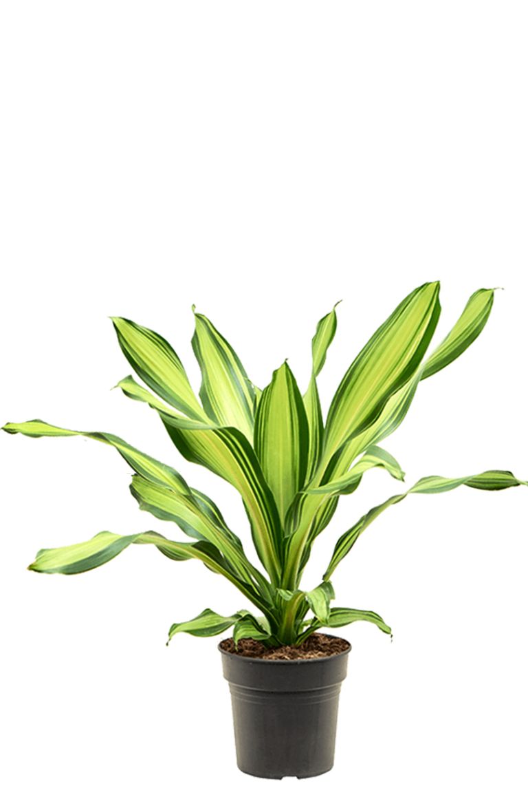 Dracaena fragrans 'Charley' | Drachenbaum 60cm kaufen? - 123zimmerpflanzen