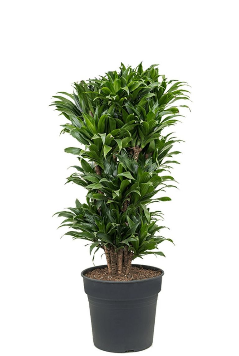 Dracaena Compacta | Drachenbaum 100cm kaufen? - 123zimmerpflanzen