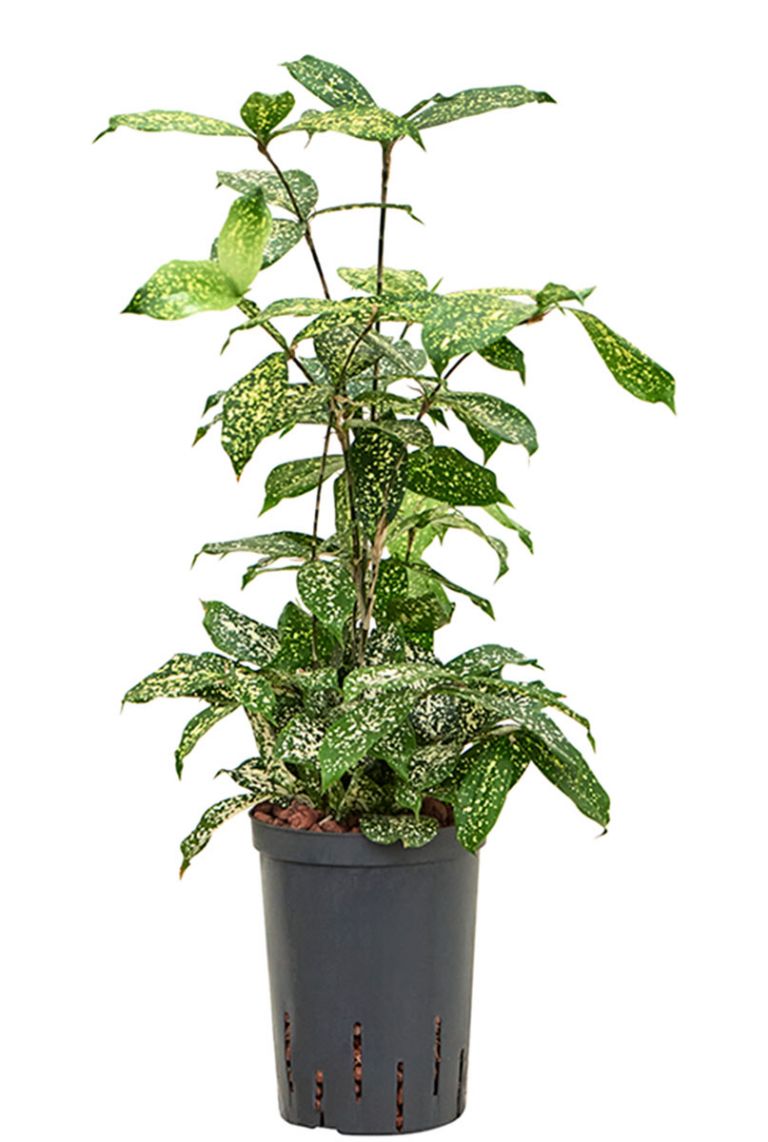 dracaena godseffiana florida beauty Dracaena Surculosa -Florida Beauty, gold dust, spotted Dracaena – Plant  Studio