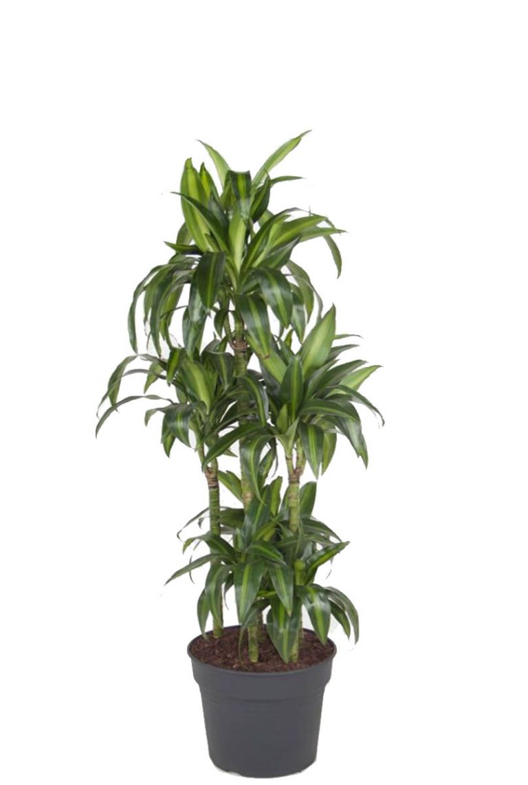 Dracaena Hawaiian Sunshine | Drachenbaum 100cm kaufen? - 123zimmerpflanzen