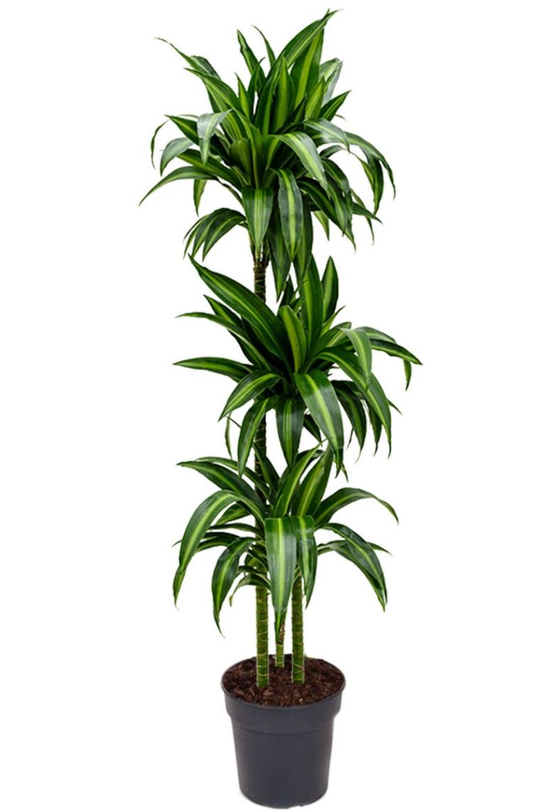 Dracaena Hawaiian Sunshine | Drachenbaum 130cm kaufen? - 123zimmerpflanzen