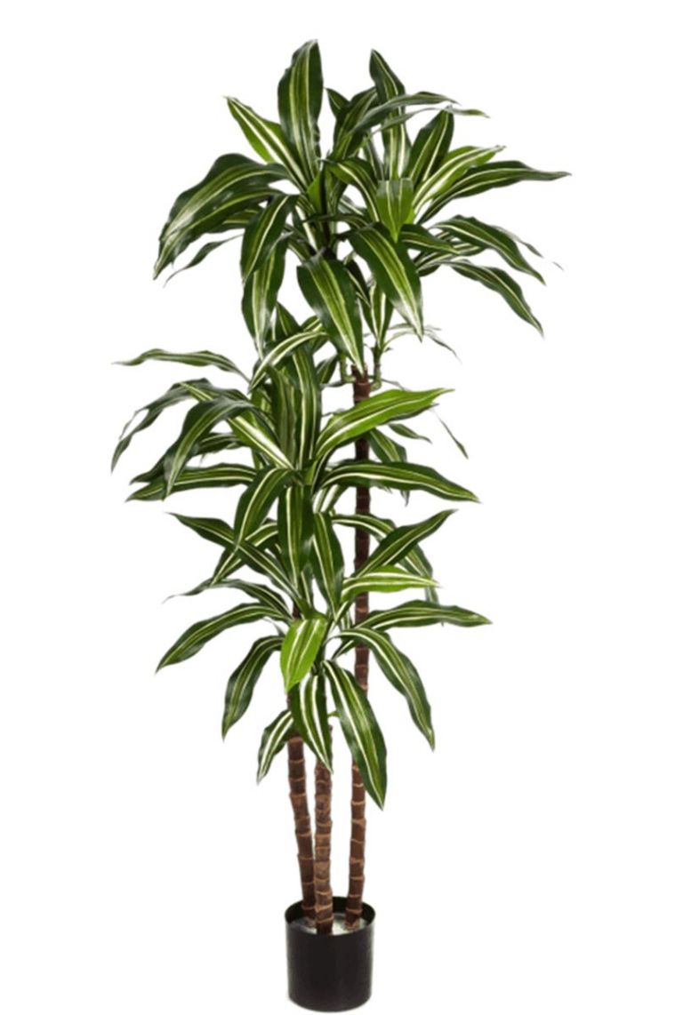 Dracaena Kunstpflanzen von 150cm kaufen?- 123zimmerpflanzen