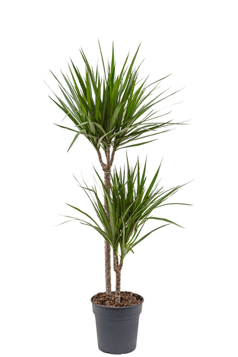 Dracaena Marginata | Drachenbaum 80cm kaufen? - 123zimmerpflanzen