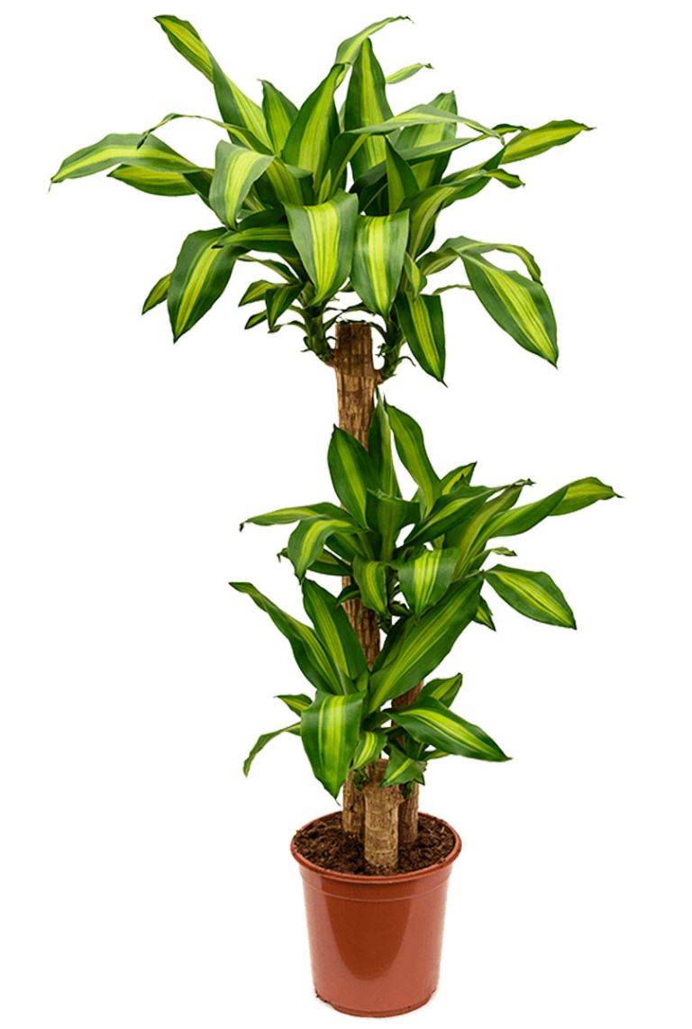 Dracaena massangeana