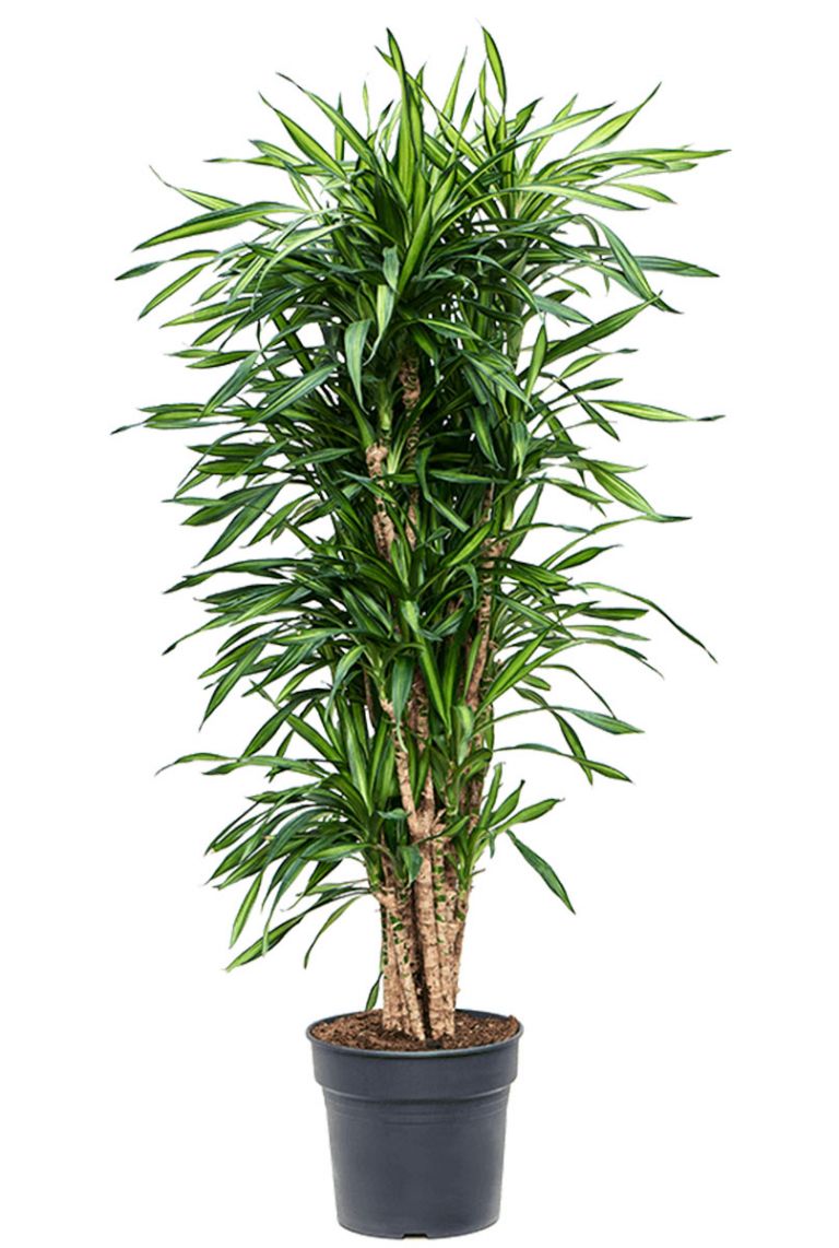 Dracaena Riki | Drachenbaum 140cm kaufen? - 123zimmerpflanzen