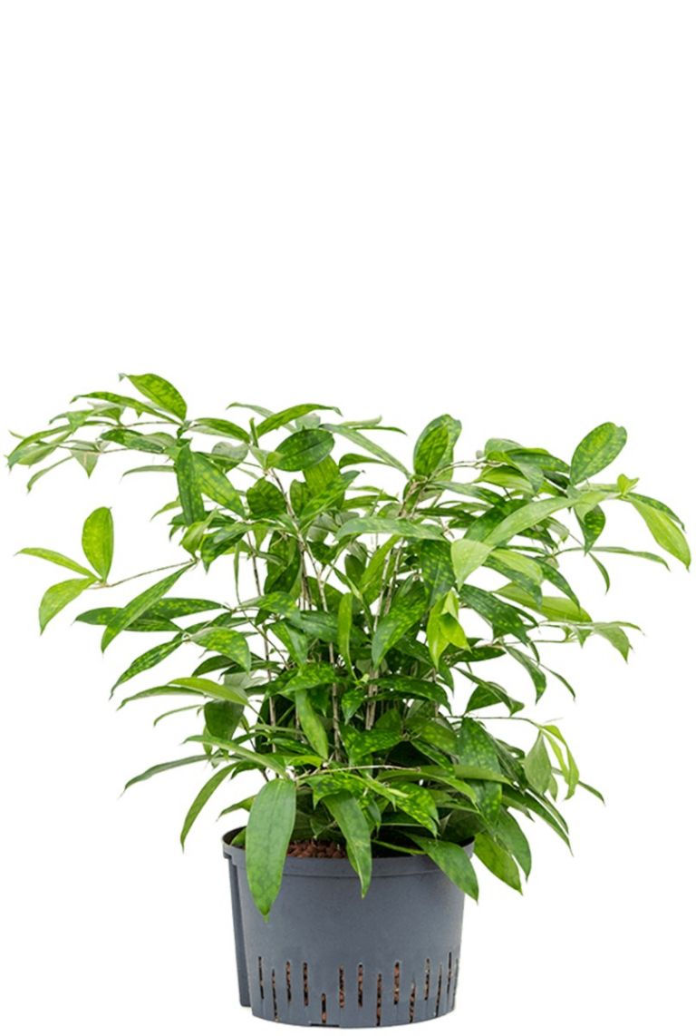 Dracaena surculosa