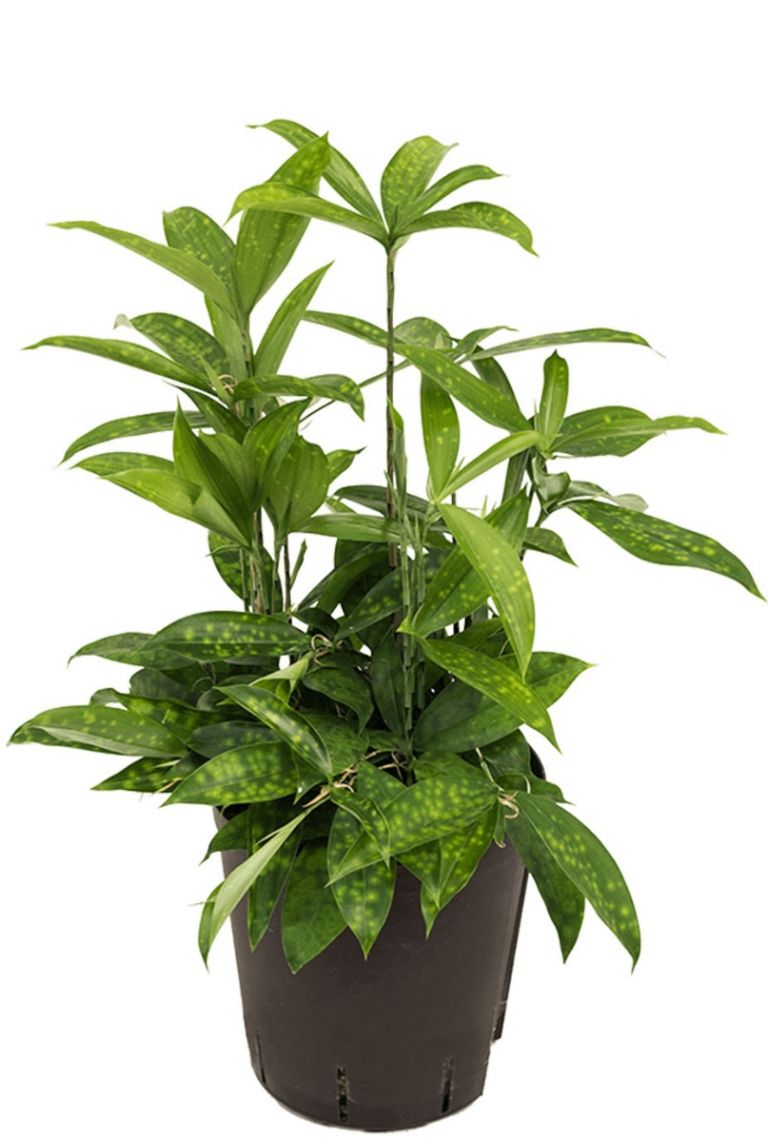 dracaena marginata red princess Red Edged Dracaena | Dracaena House Plant main image 0