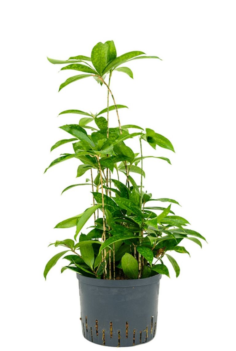 toom drachenbaum Dracaena marginata - Drachenbaum kaufen online main image 0