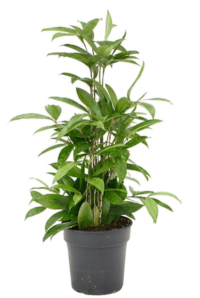 korbmarante calathea orbifolia Calathea orbifolia