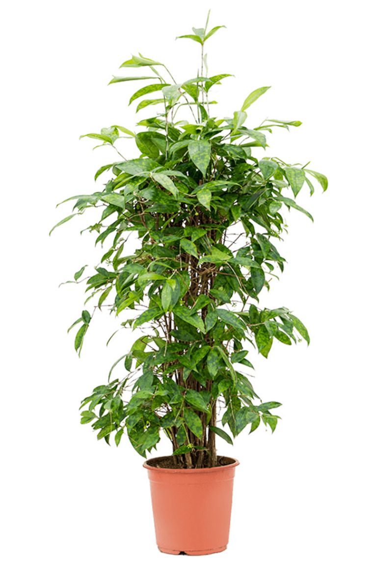 dracaena lemon surprise Dracaena fragrans 'Lemon Surprise' 14cm pot main image 0