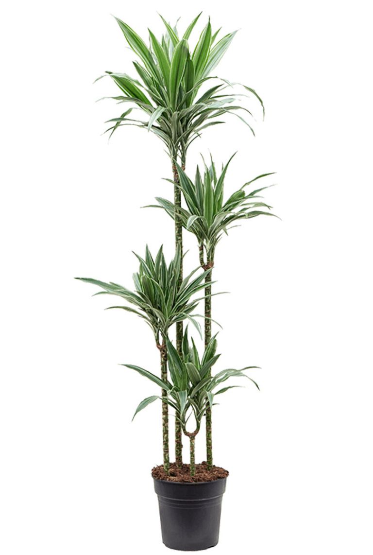Dracaena Warneckei | Drachenbaum 180cm kaufen? - 123zimmerpflanzen