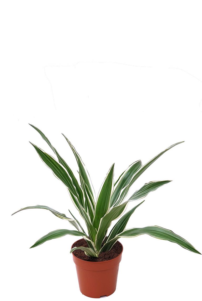 farn kaufen hornbach Lavandula Angustifolia 'Dwarf Blue' - ↕10-25cm - Ø9cm main image 0