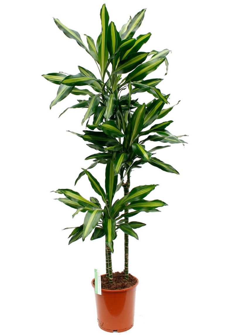 becher eibe hecke Becher-Eibe Hicksii (Taxus media 'Hicksii') - Mit Beeren | 60-80 cm im Topf