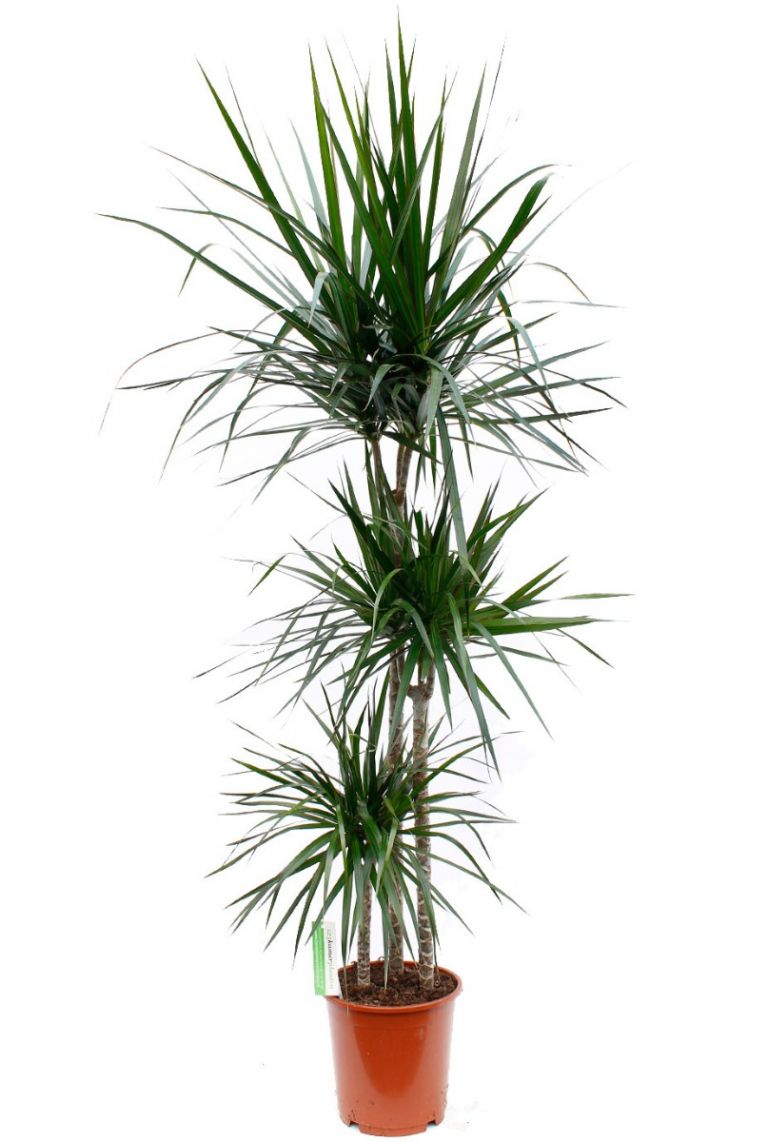 Dracaena Marginata | Drachenbaum 135cm kaufen? - 123zimmerpflanzen