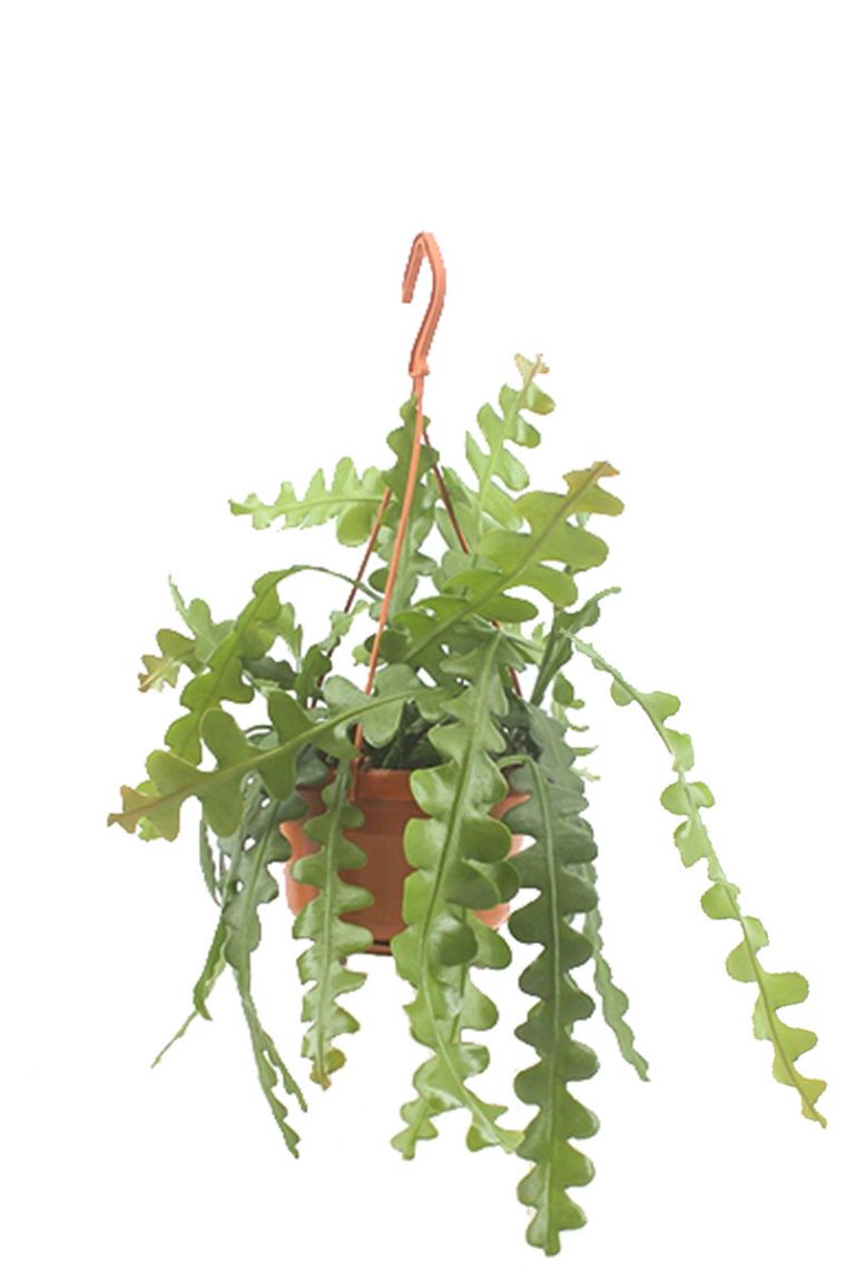Epiphyllum anguliger | Sgekaktus 35cm kaufen? - 123zimmerpflanzen