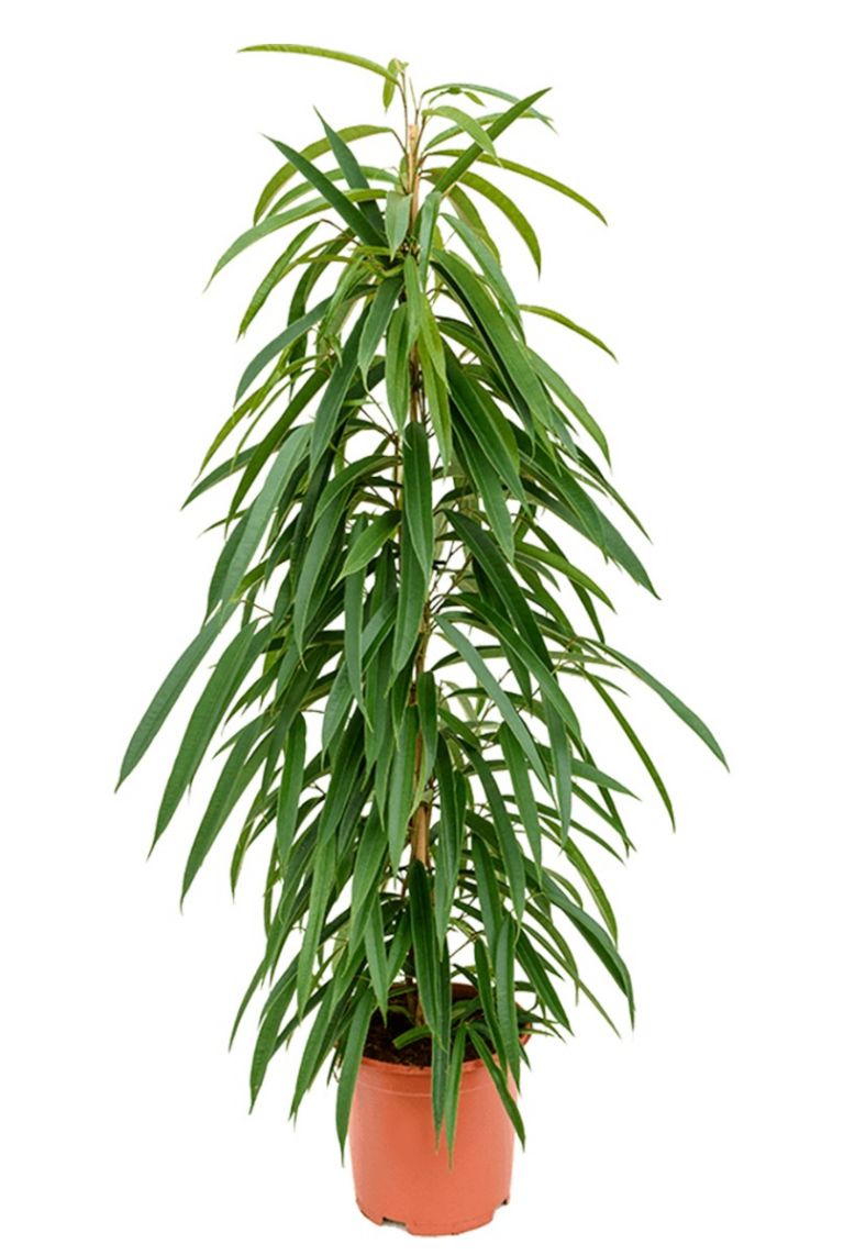 Ficus alii | Gummibaum 110cm kaufen? - 123zimmerpflanzen