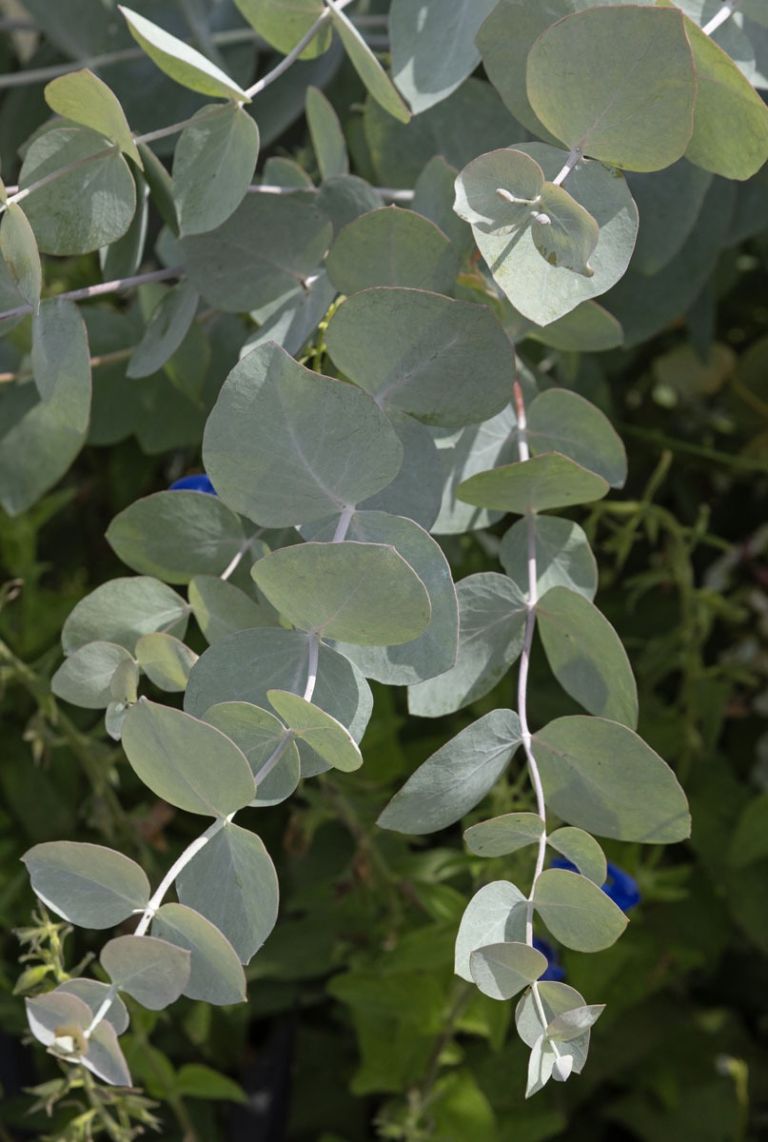 ficus benghalensis variegata Ficus Benghalensis Variegata Variegated Ficus Audrey in 6 Plastic Pot