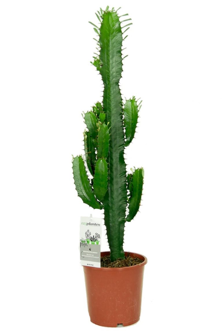 Euphorbia acrurensis | Wolfsmilch 75cm kaufen? - 123zimmerpflanzen