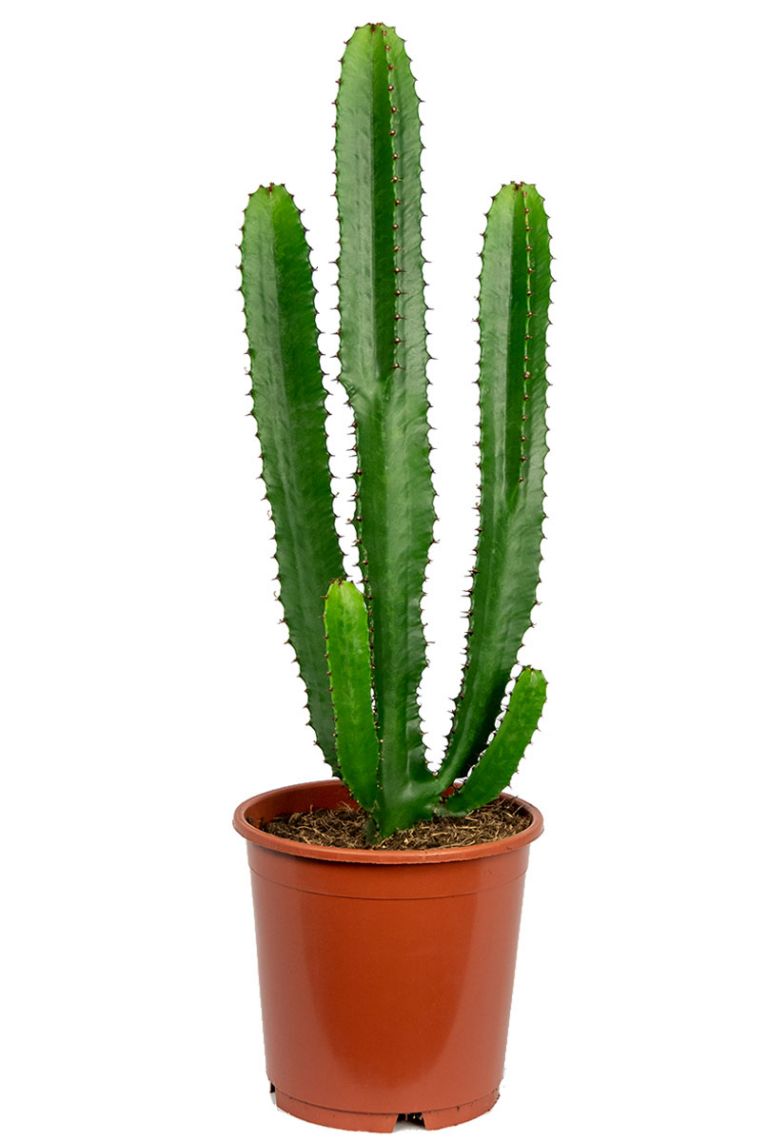 Euphorbia acruensis | Wolfsmilch 95cm kaufen? - 123zimmerpflanzen