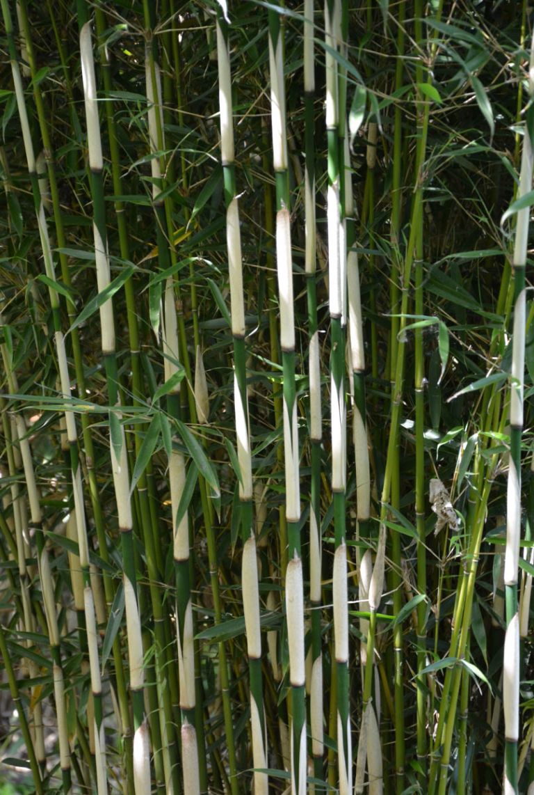 bananenpflanze zimmerpflanze kaufen XXL Bananenpflanze kaufen – Green Me Up main image 1