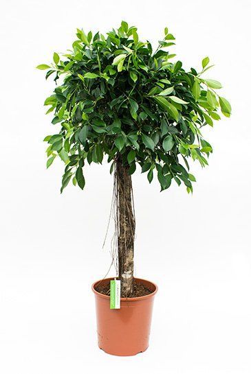 prince of orange variegata Philodendron Orange Princess Variegata main image 0