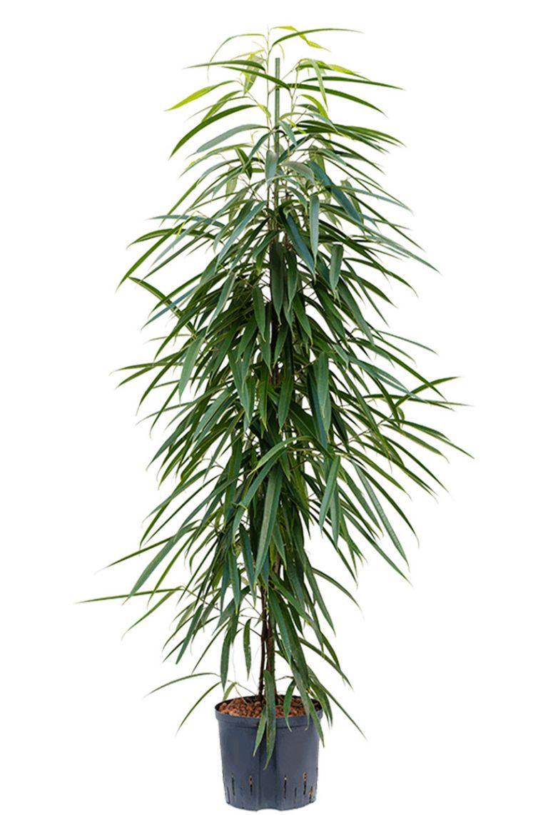 Ficus alii