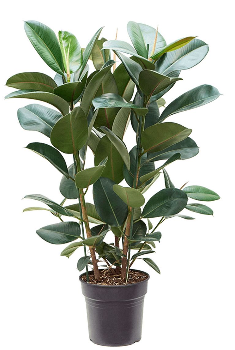 Ficus robusta | Gummibaum 100cm kaufen? - 123zimmerpflanzen