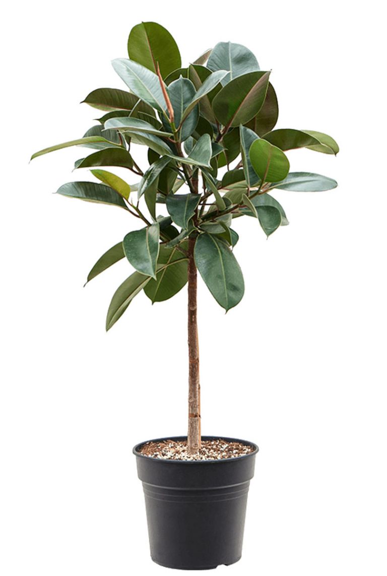 devil monstera Monstera Devil Monster – Plantstop.us main image 0
