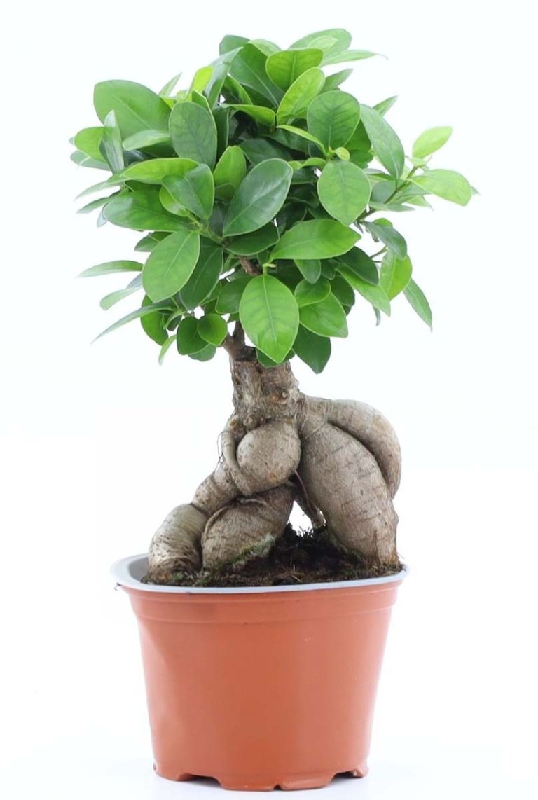 Ficus Ginseng Bonsai | Gummibaum 30cm kaufen? - 123zimmerpflanzen