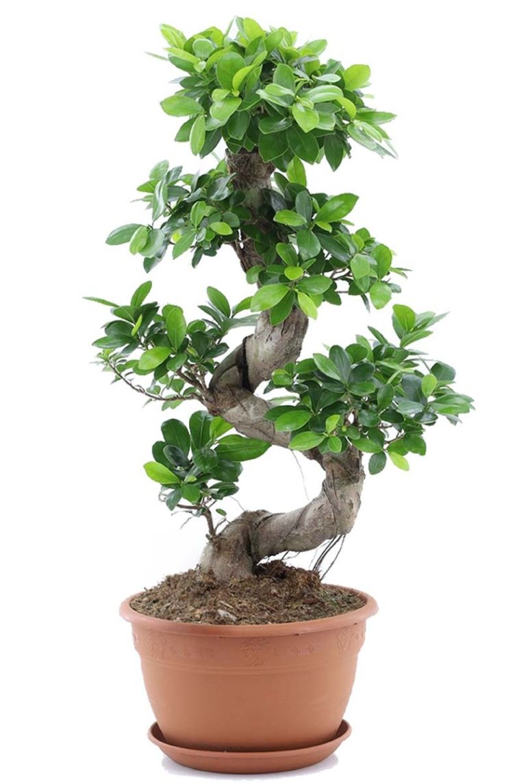 Ficus Ginseng Bonsai | Gummibaum 70cm kaufen? - 123zimmerpflanzen