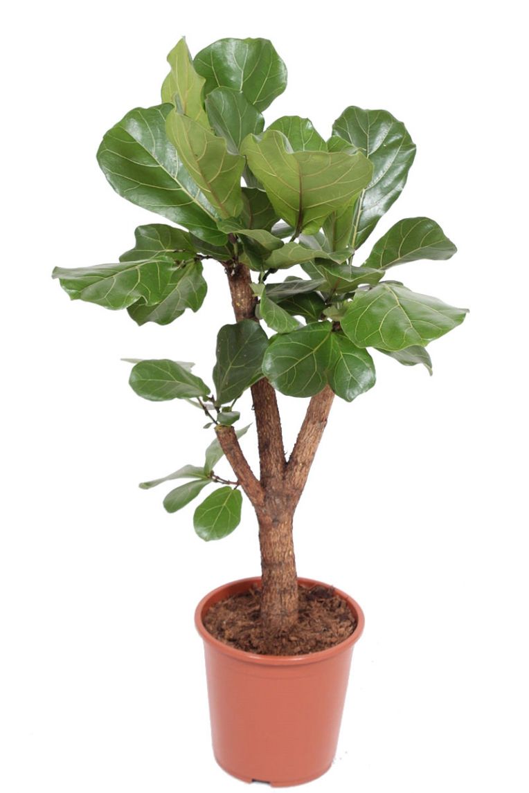 fensterblatt monstera pflege Tipps zur Pflege deiner Pflanze : Monstera deliciosa – PflanzenFuerAlle main image 1