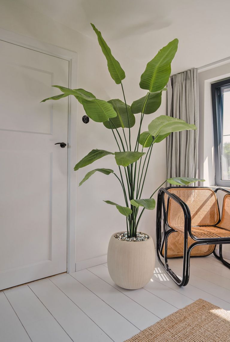 Knstliche Strelitzia
