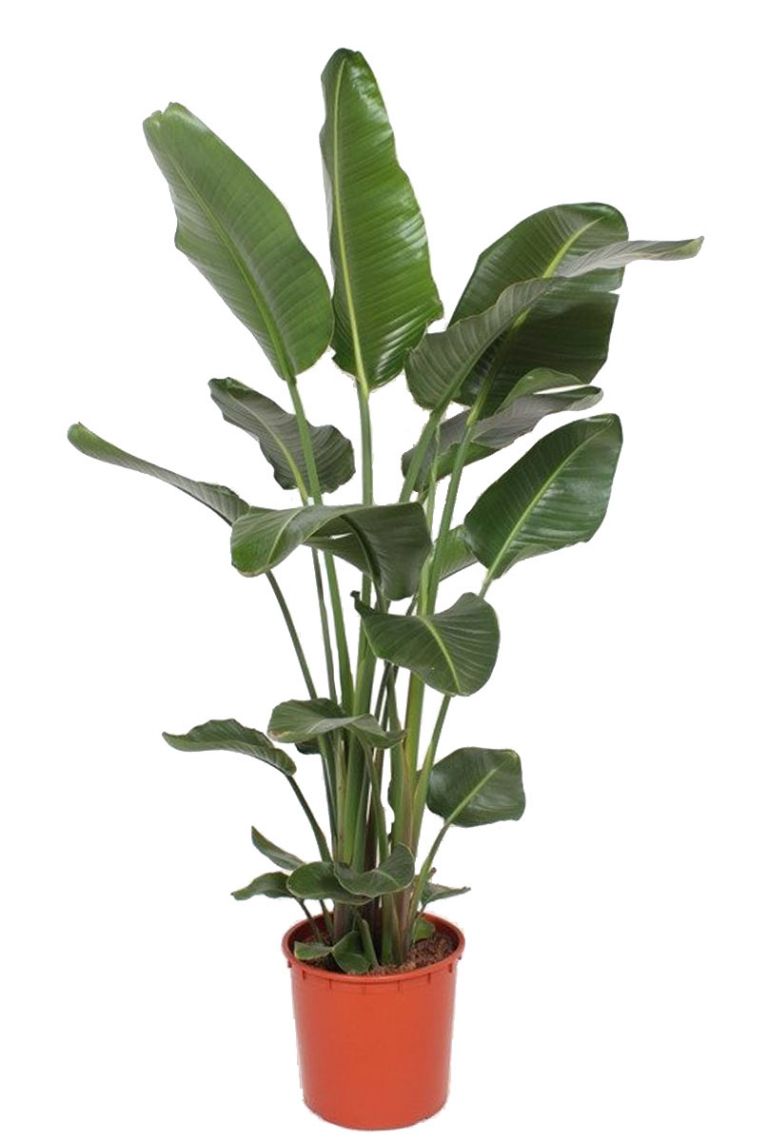 Strelitzia nicolai
