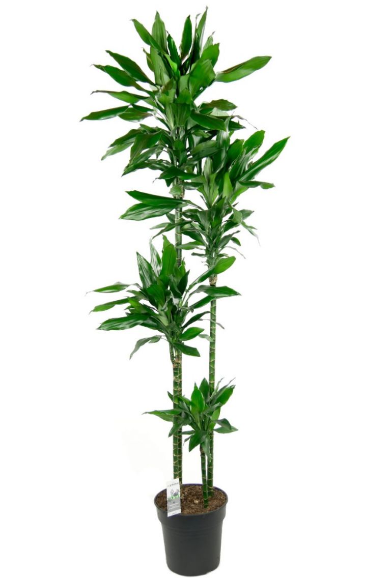 Dracaena Janet Lind | Drachenbaum 190cm kaufen? - 123zimmerpflanzen