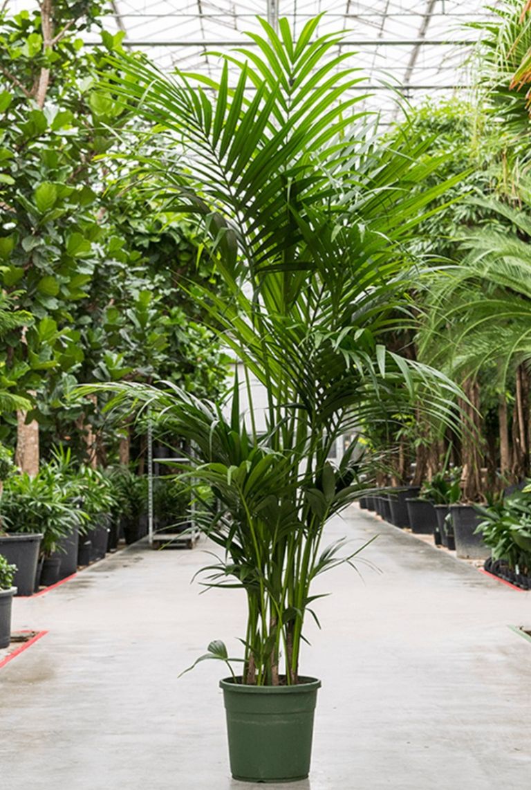 Kentia (howea) forsteriana