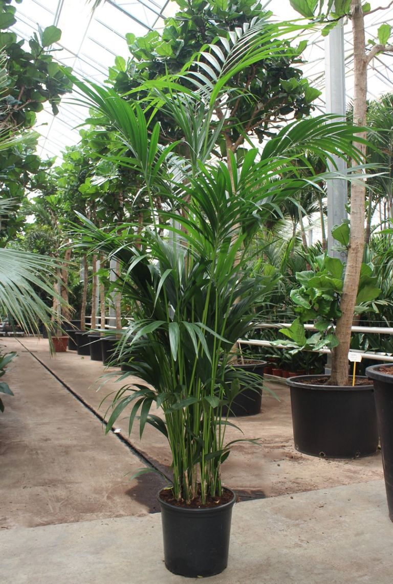 Kentia | Howea Forsteriana 200cm kaufen? - 123zimmerpflanzen