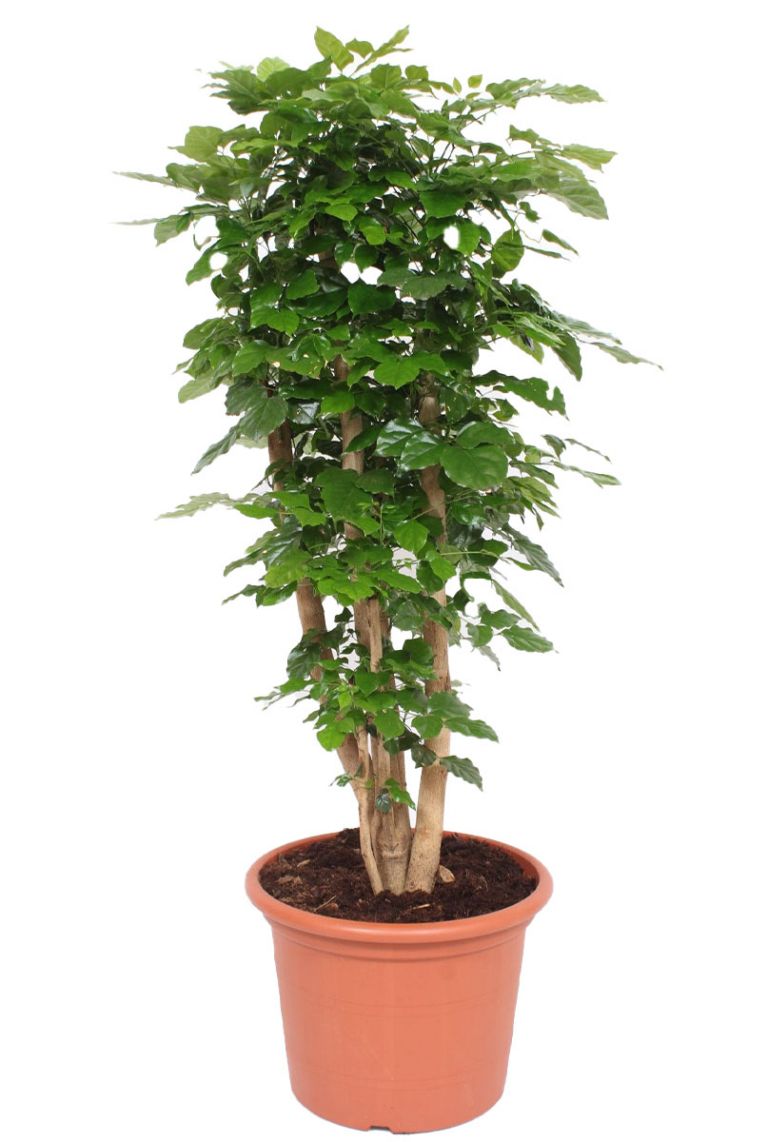 Radermachera hainanensis | Radermachera 150cm kaufen? - 123zimmerpflanzen