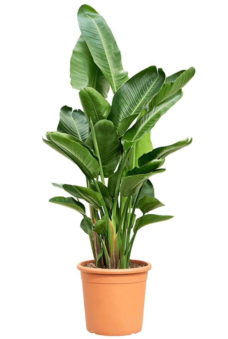 biologisches saatgut aus dem eigenen garten BIO-Saatgut-Set 