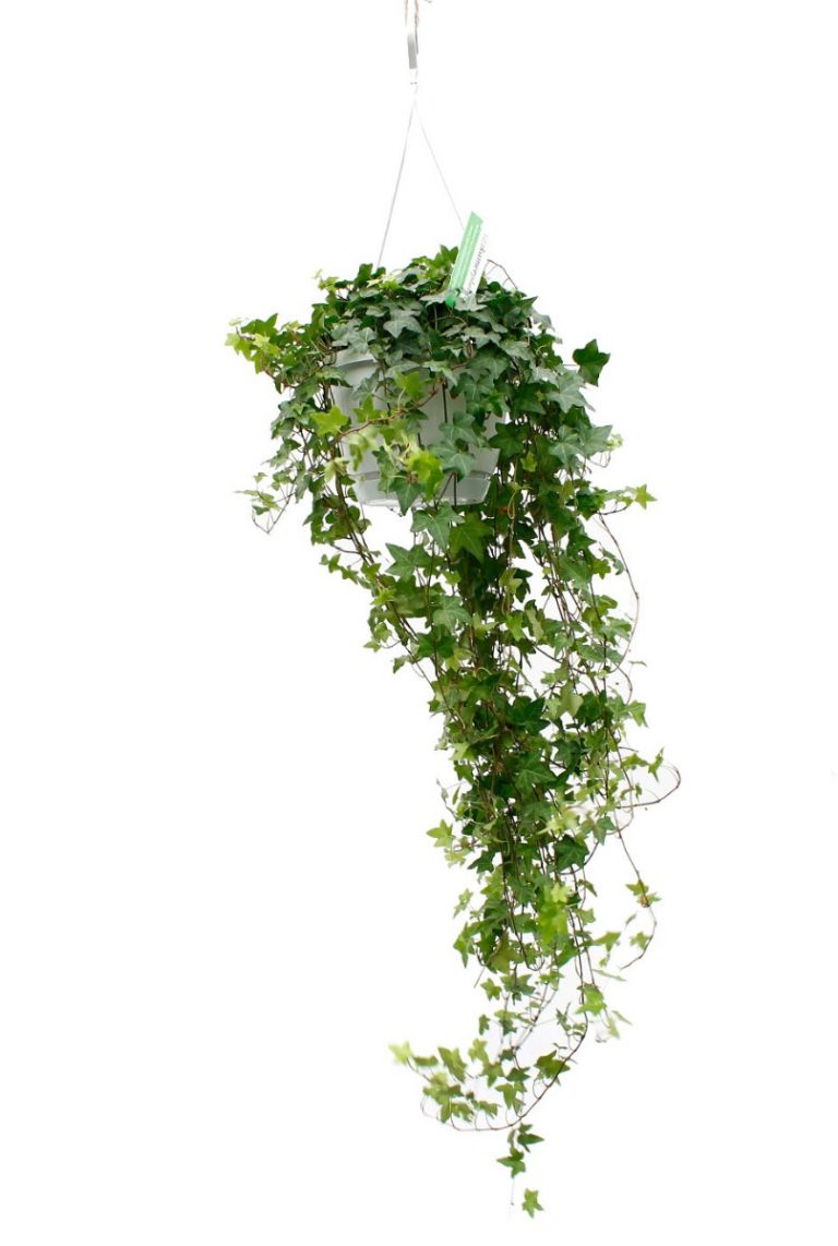 kaktus seide teppich Kaktus Seide Kissen – Hierro main image 0