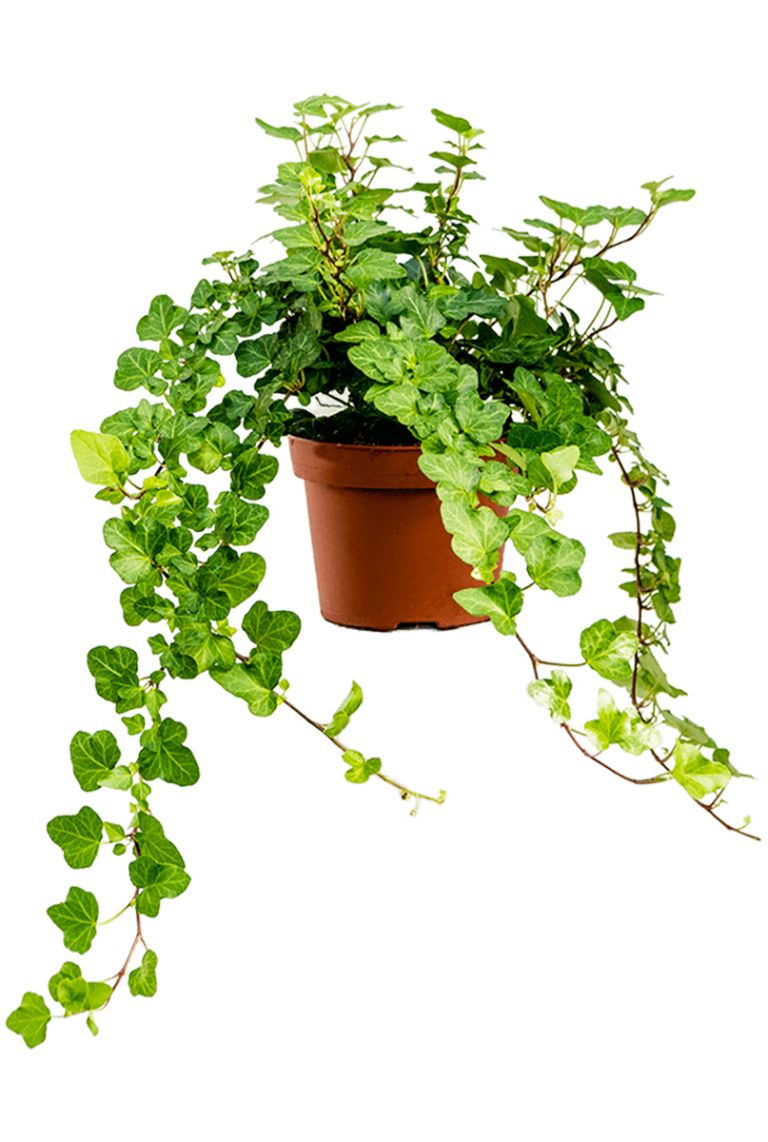 nopal kaktus kaufen Cactus Opuntia | 120cm | Online kaufen