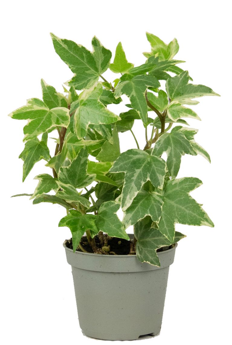 Hedera helix White | Stecklinge 10cm kaufen? - 123zimmerpflanzen