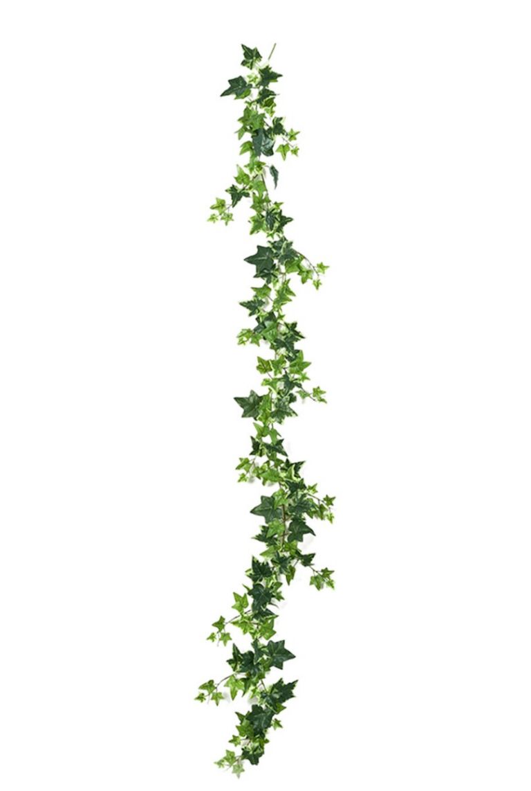 kirschlorbeer 1 meter Kirschlorbeer - Prunus laurocerasus Etna - Blatt grün - 6 Pflanzen main image 1