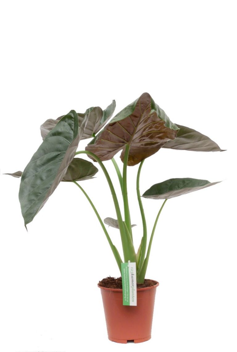 Alocasia Wentii | Elefantenohr 60cm kaufen? - 123zimmerpflanzen