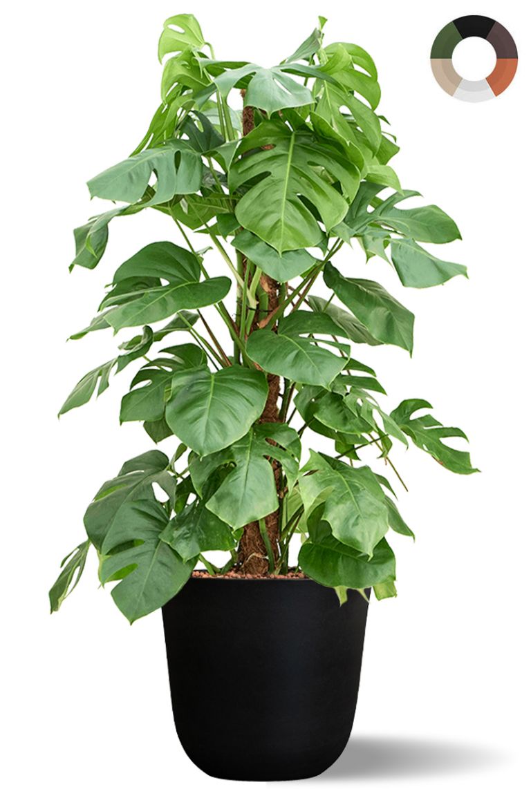 Hydropflanze Monstera Pertusum im topf