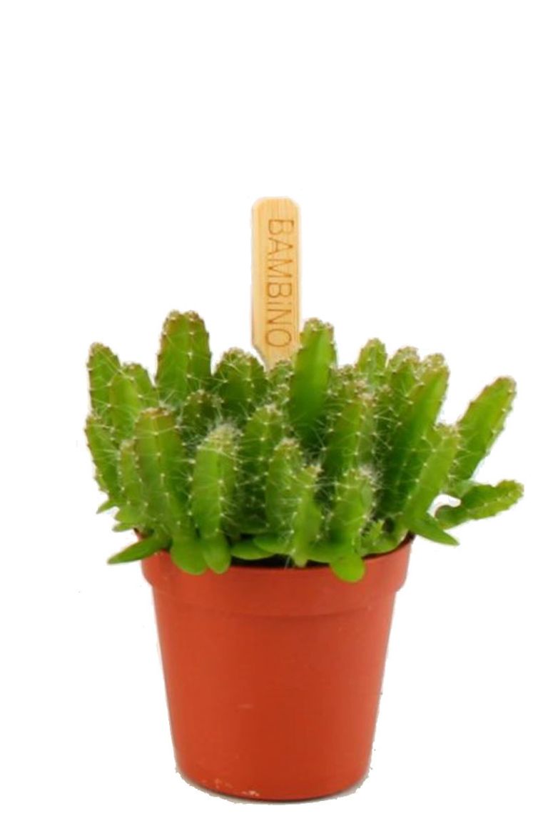 Hylocereus Undatus | Stecklinge 10cm kaufen? - 123zimmerpflanzen