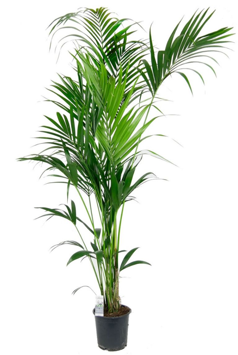 Kentia palme | Howea Forsteriana 160cm kaufen? - 123zimmerpflanzen