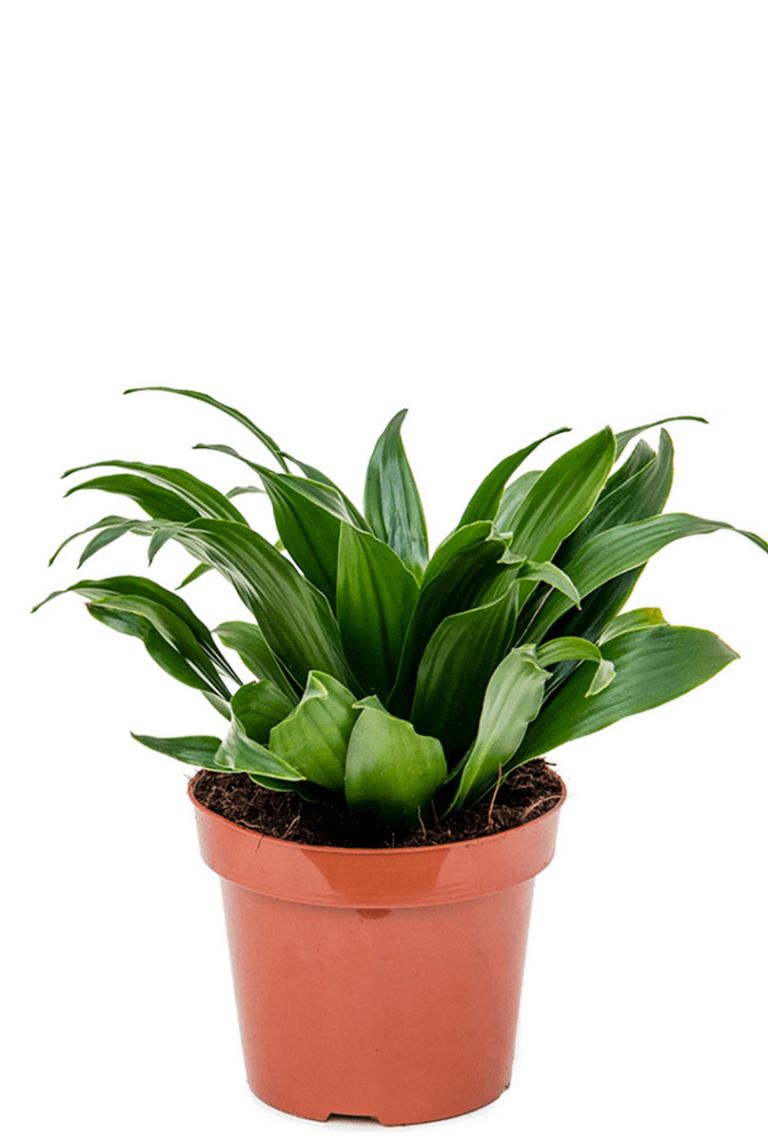 Dracaena Compacta | Drachenbaum 25cm kaufen? - 123zimmerpflanzen